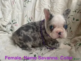 French Bulldog dogs Savanna - Ad 33