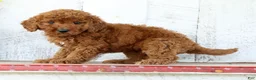 Mini Goldendoodle dogs for sale: Kylie - Ad 4