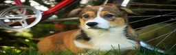 Welsh Corgi Pembroke dogs for sale: Apple Jacks Welsh Corgi Pembroke  - Ad 3