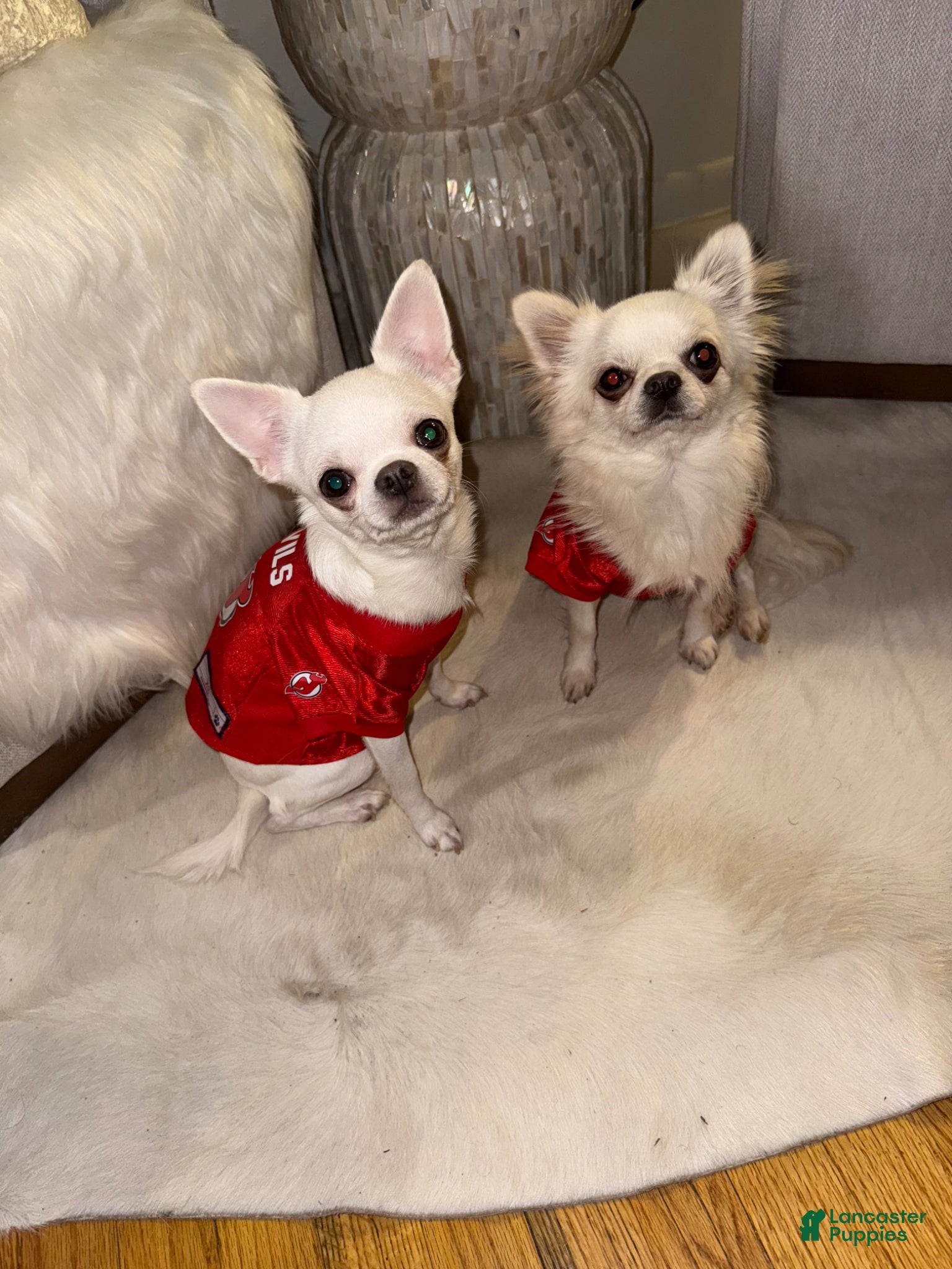 Chihuahua dogs  Chihuahua stud - Ad 1