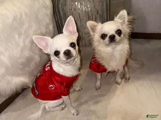 Chihuahua dogs Chihuahua stud - Ad 2