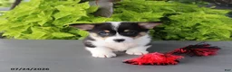 Welsh Corgi Pembroke dogs for sale: Lily - Ad 5