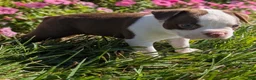 Boston Terrier dogs for sale: Cherry - Ad 9