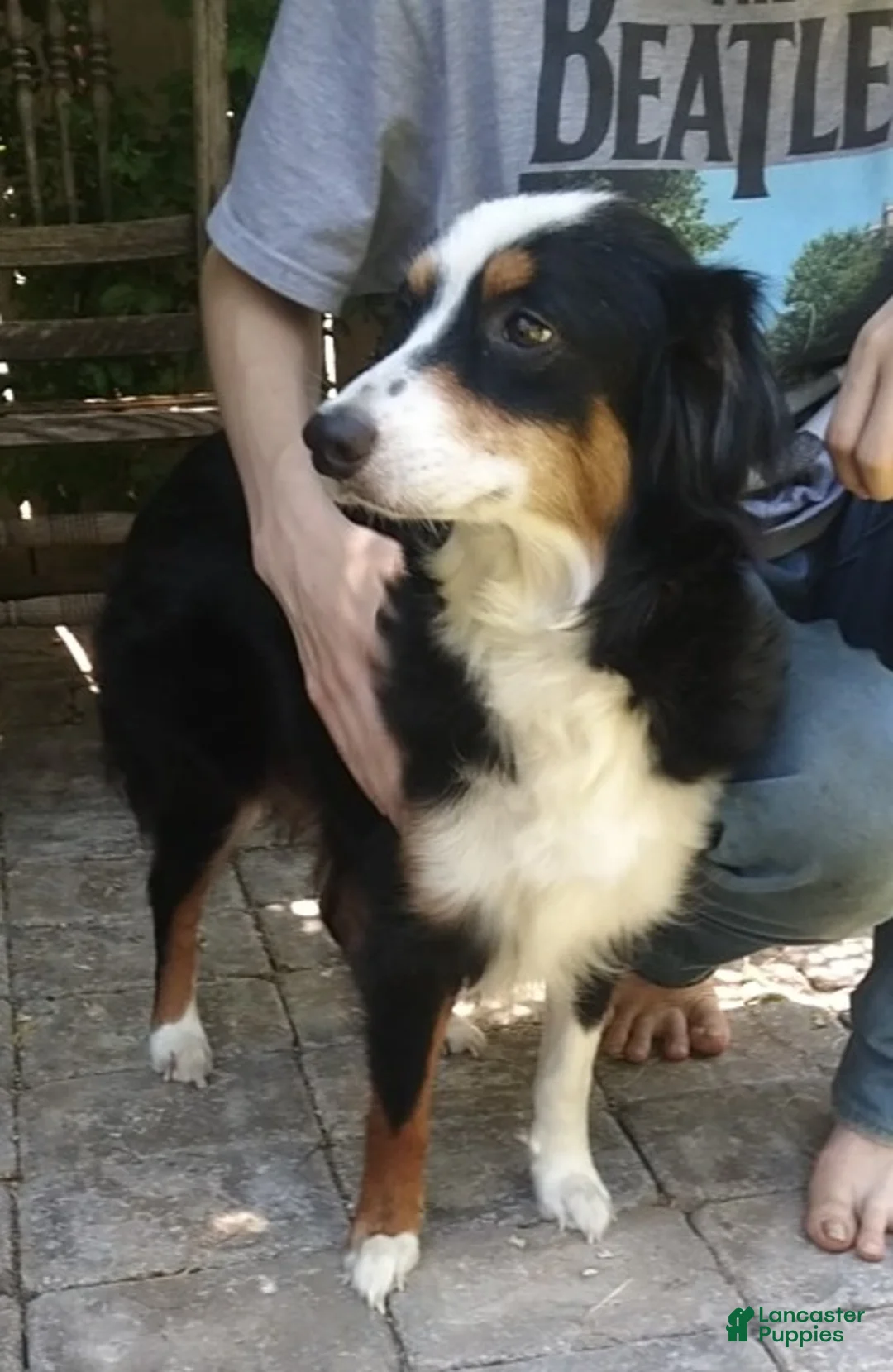 Miniature Australian Shepherd dogs for sale: Miniature Australian Shepherd Puppy 6 - Ad 2
