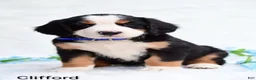 Bernese Mountain Dog dogs for sale: Clifford  - Ad 1