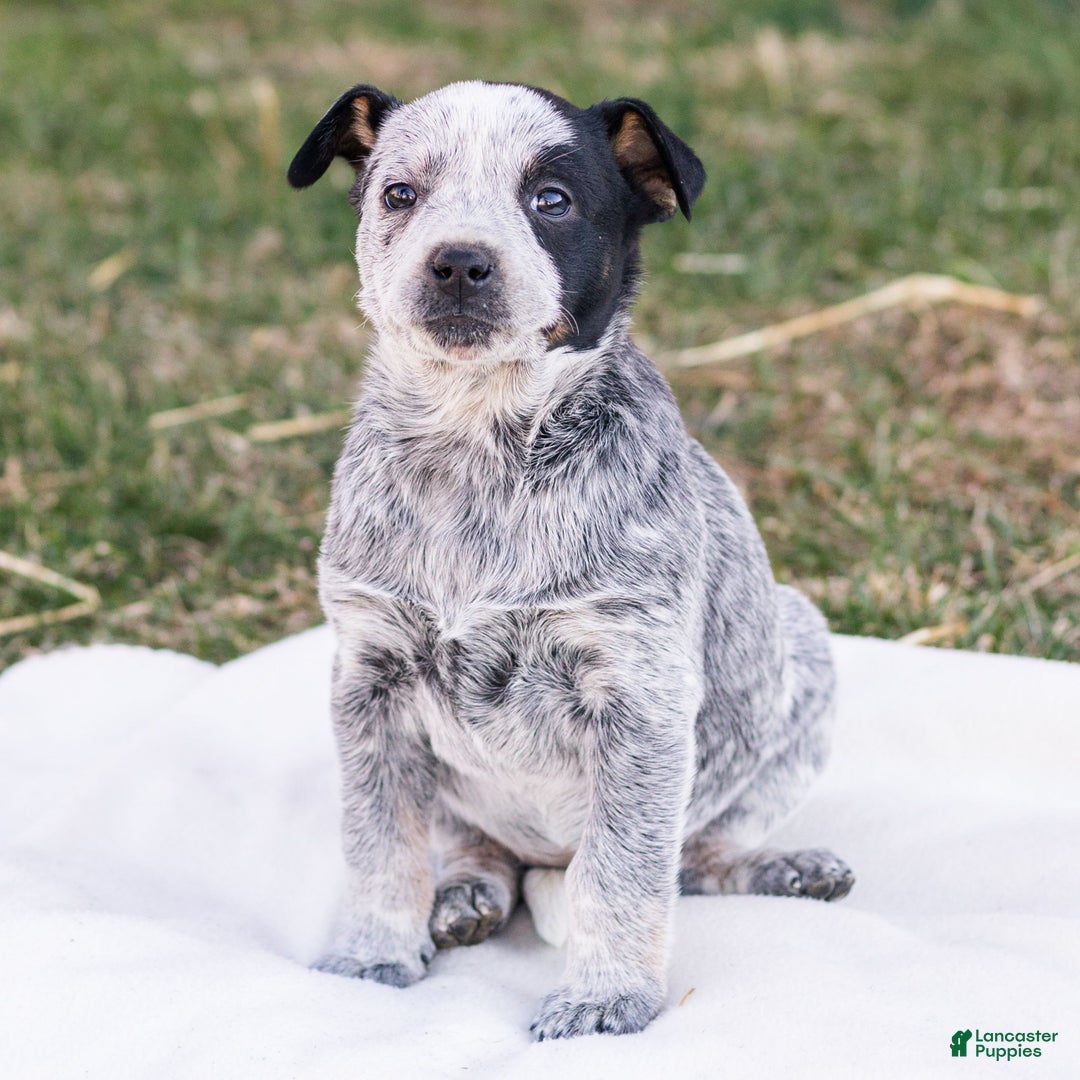 Mixed Breed dogs for sale: Holly  - Ad 1