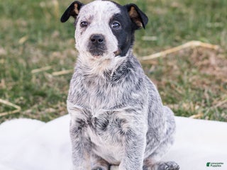 Mixed Breed dogs Holly - Ad 21