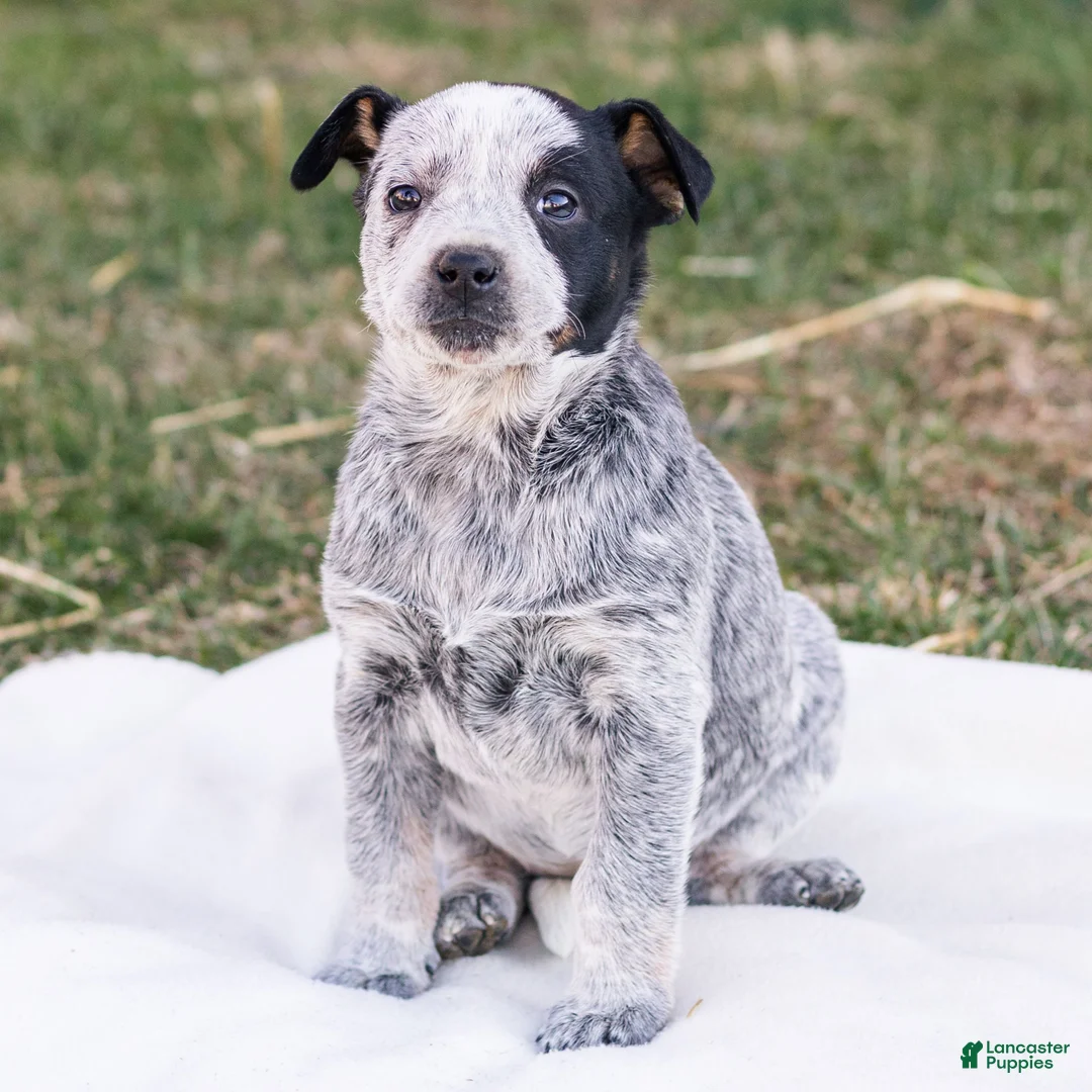 Mixed Breed dogs for sale: Holly  - Ad 1