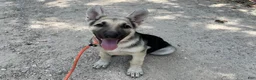 German Shepherd dogs for sale: Daisy - Ad 4