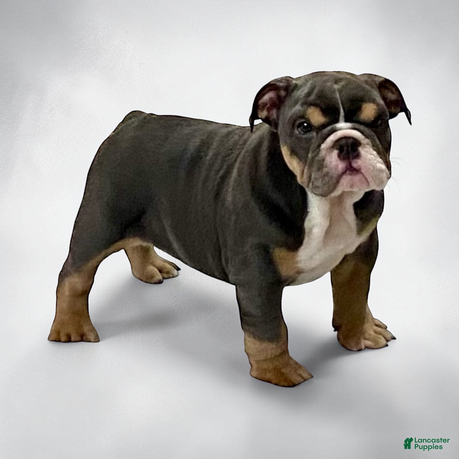 English Bulldog dogs Blue Beauty - Ad 1