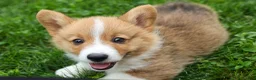 Welsh Corgi Pembroke dogs for sale: Legend  - Ad 8