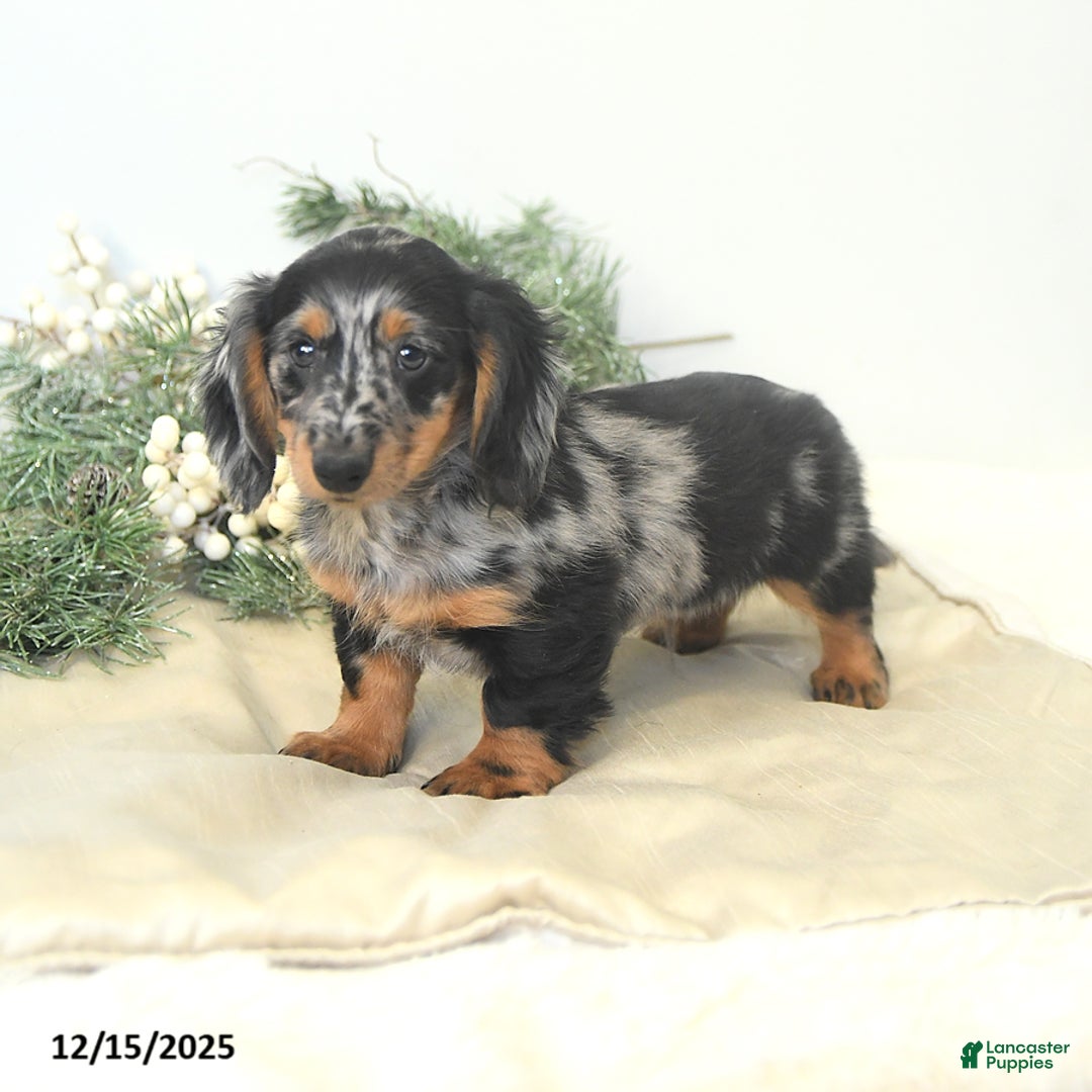 Miniature Dachshund dogs for sale: Prancer - Ad 1
