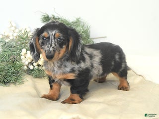 Miniature Dachshund dogs Prancer - Ad 20