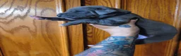 Great Dane dogs for sale: Blue  - Ad 2