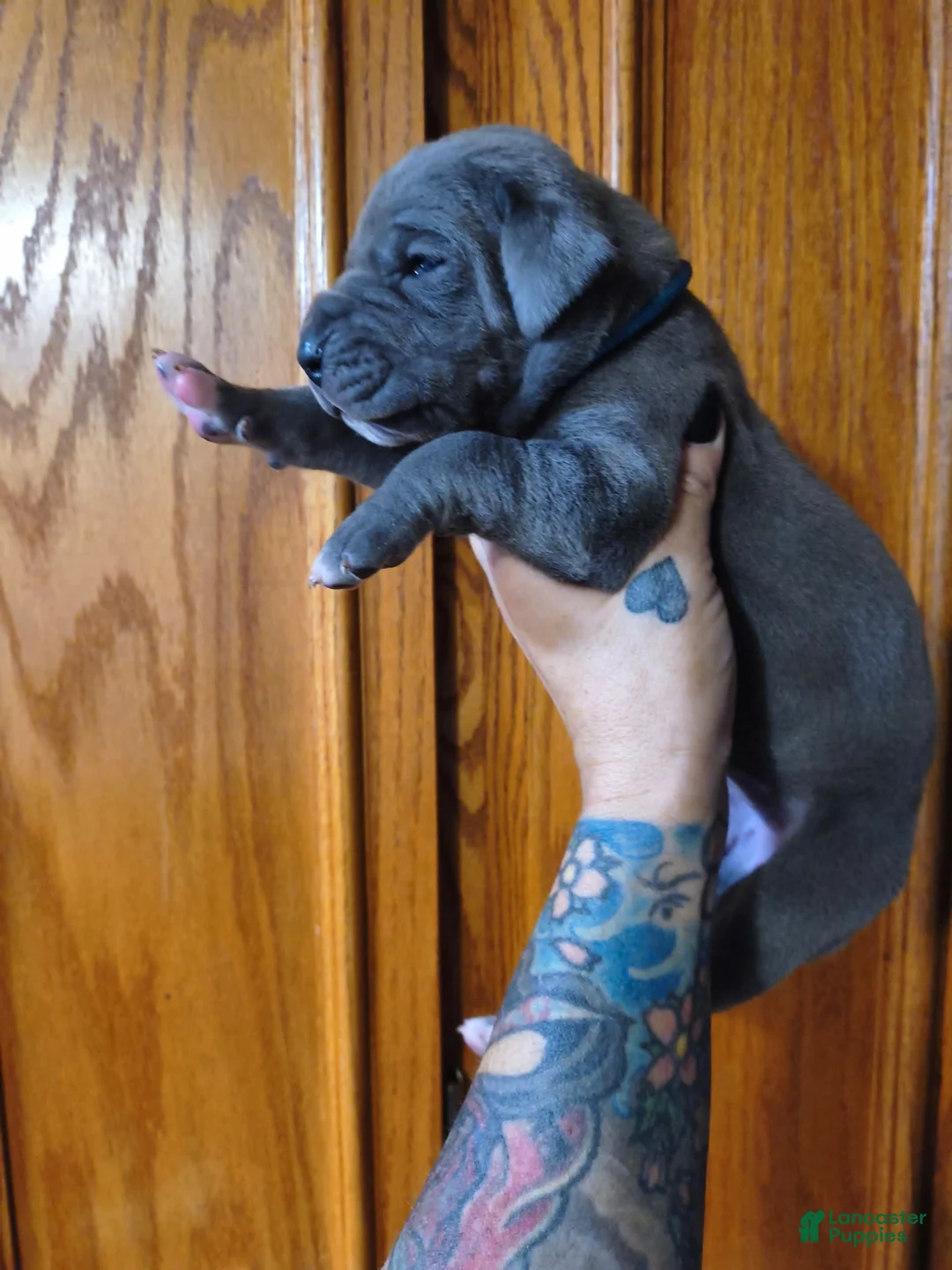 Great Dane dogs for sale: Blue  - Ad 2