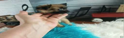 Chihuahua dogs for sale: Micro teacup long hair chihuahua.  Hand Delivery  - Ad 5