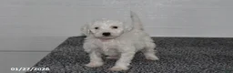 Mini Sheepadoodle dogs for sale: Snowball - Ad 2