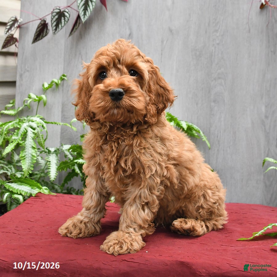 Cockapoo dogs Joey - Ad 1