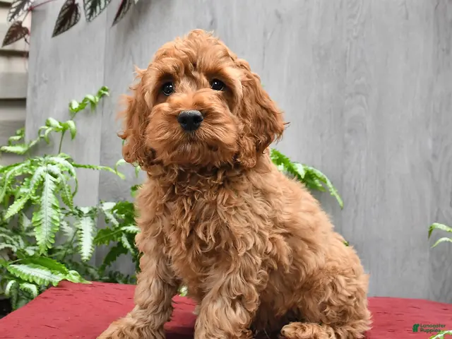 Cockapoo dogs Joey - Ad 1