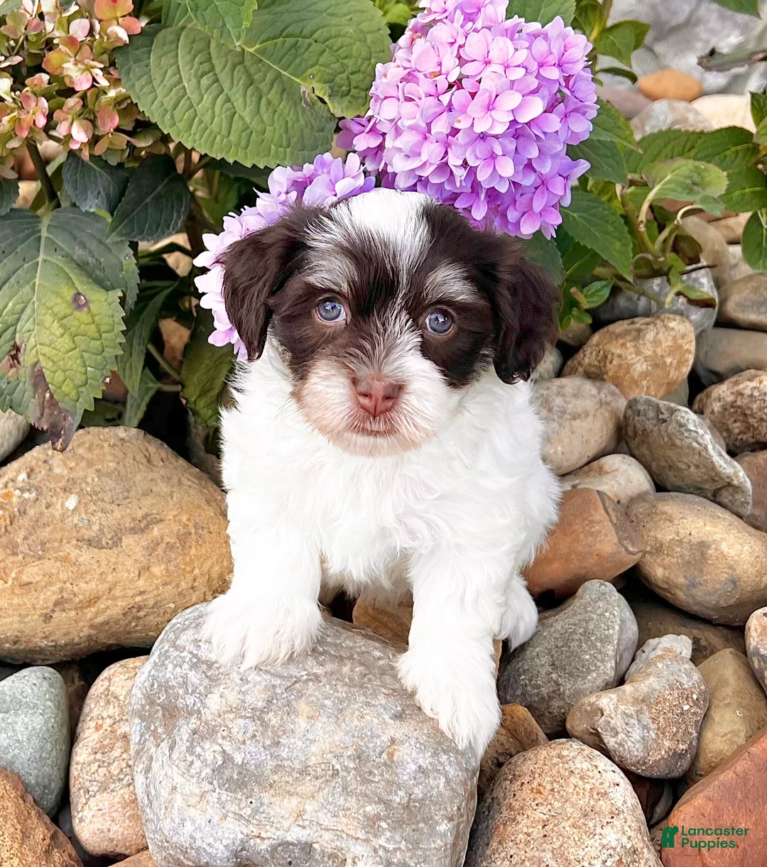 Havanese dogs for sale: Allie - Ad 3