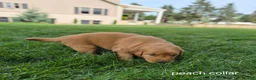 Golden Retriever dogs for sale: Willow (peach collar) - Ad 3