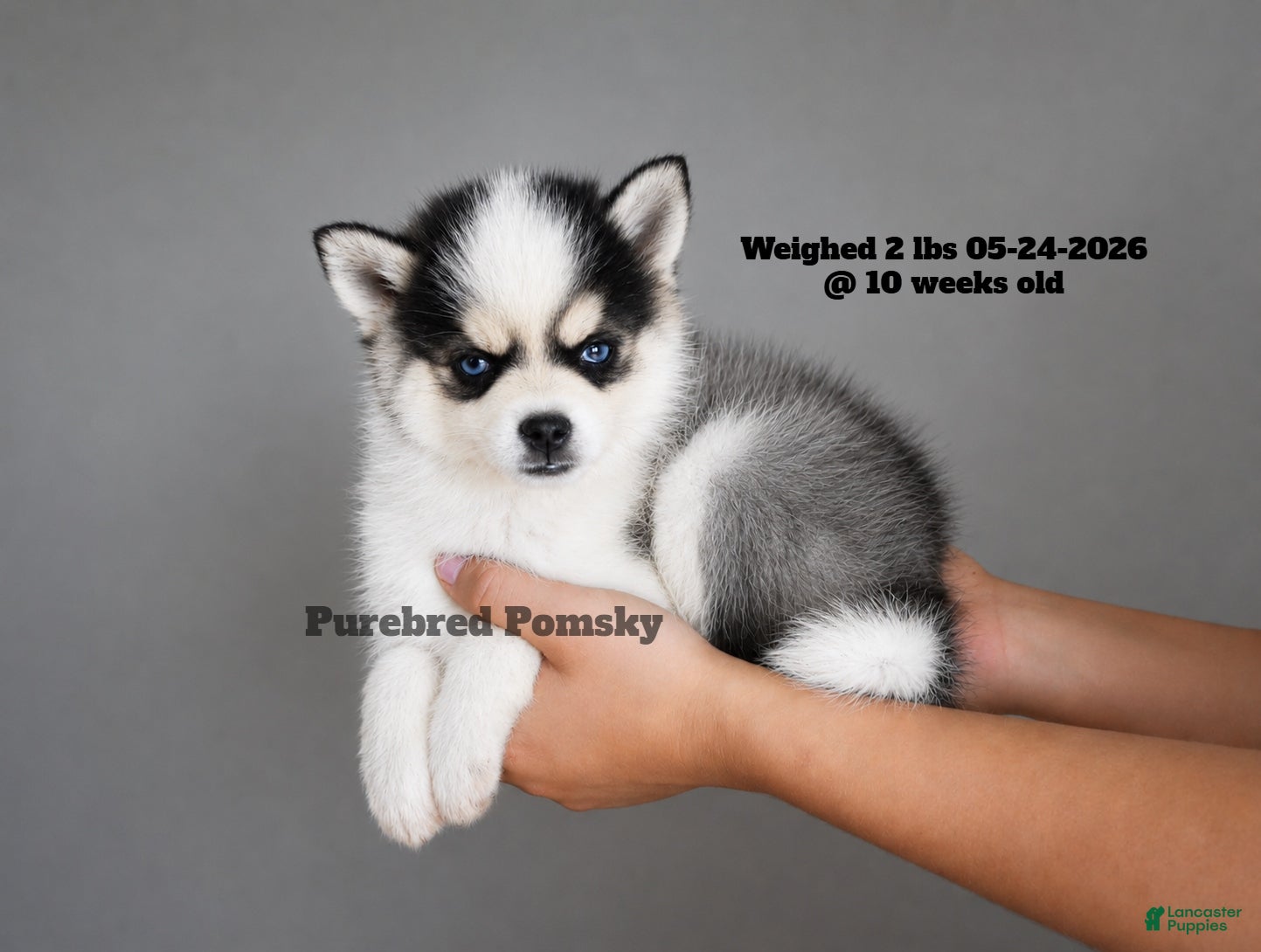Pomsky dogs Lulu Micro Pomsky - Ad 1