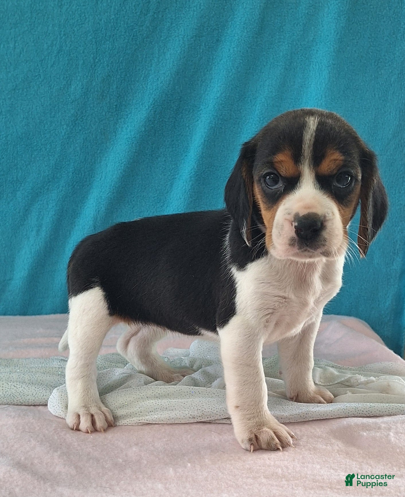 Beagle dogs dolly - Ad 2