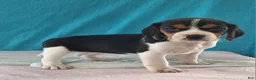 Beagle dogs for sale: dolly - Ad 2