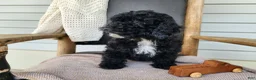 Mini Bernedoodle dogs for sale: Brock - Ad 11