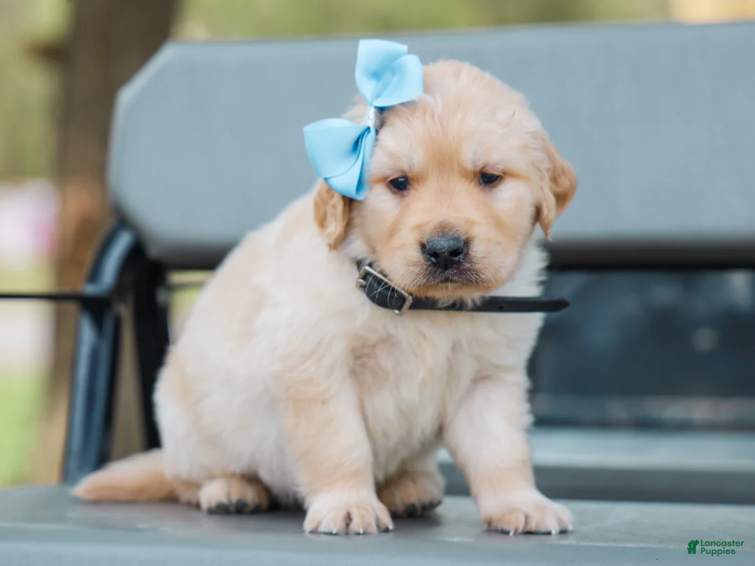 Golden Retriever dogs for sale: Arnette ACA Golden Retriever Pup - Ad 2