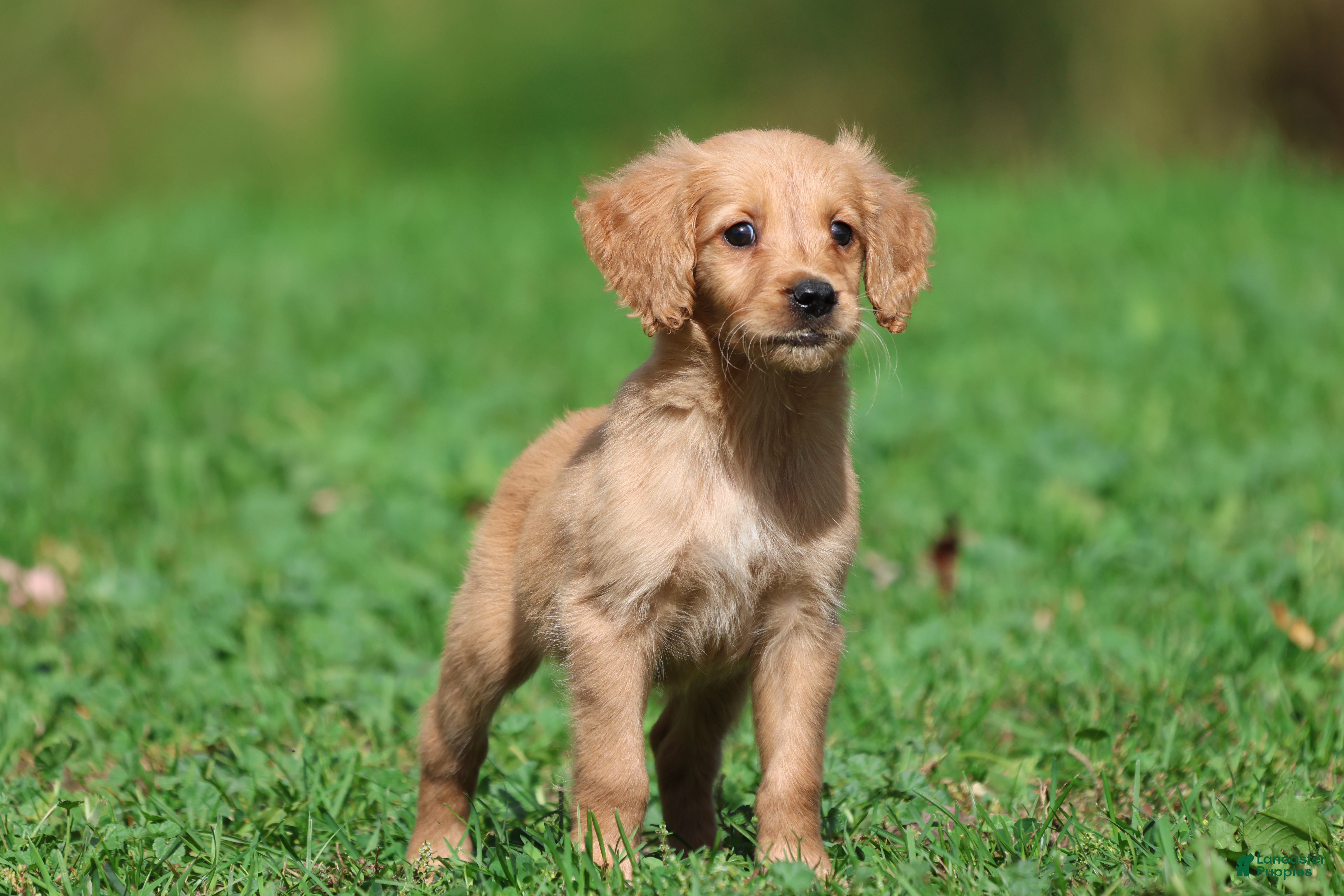 Trinity (Golden Retriever, Female) in Newaygo, MI