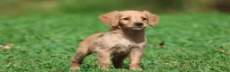 Golden Retriever dogs for sale: Trinity - Ad 1