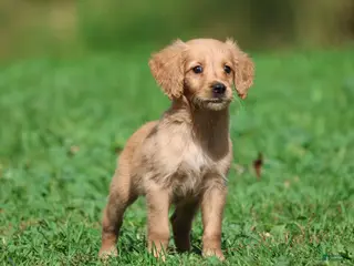 Golden Retriever dogs Trinity - Ad 3