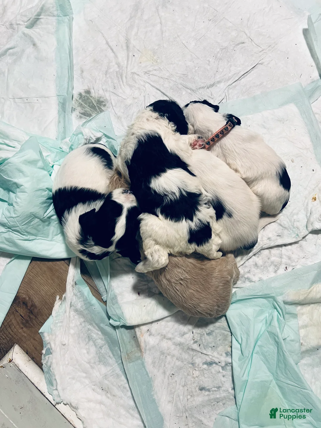 Mixed Breed dogs for sale: Curly - Ad 4