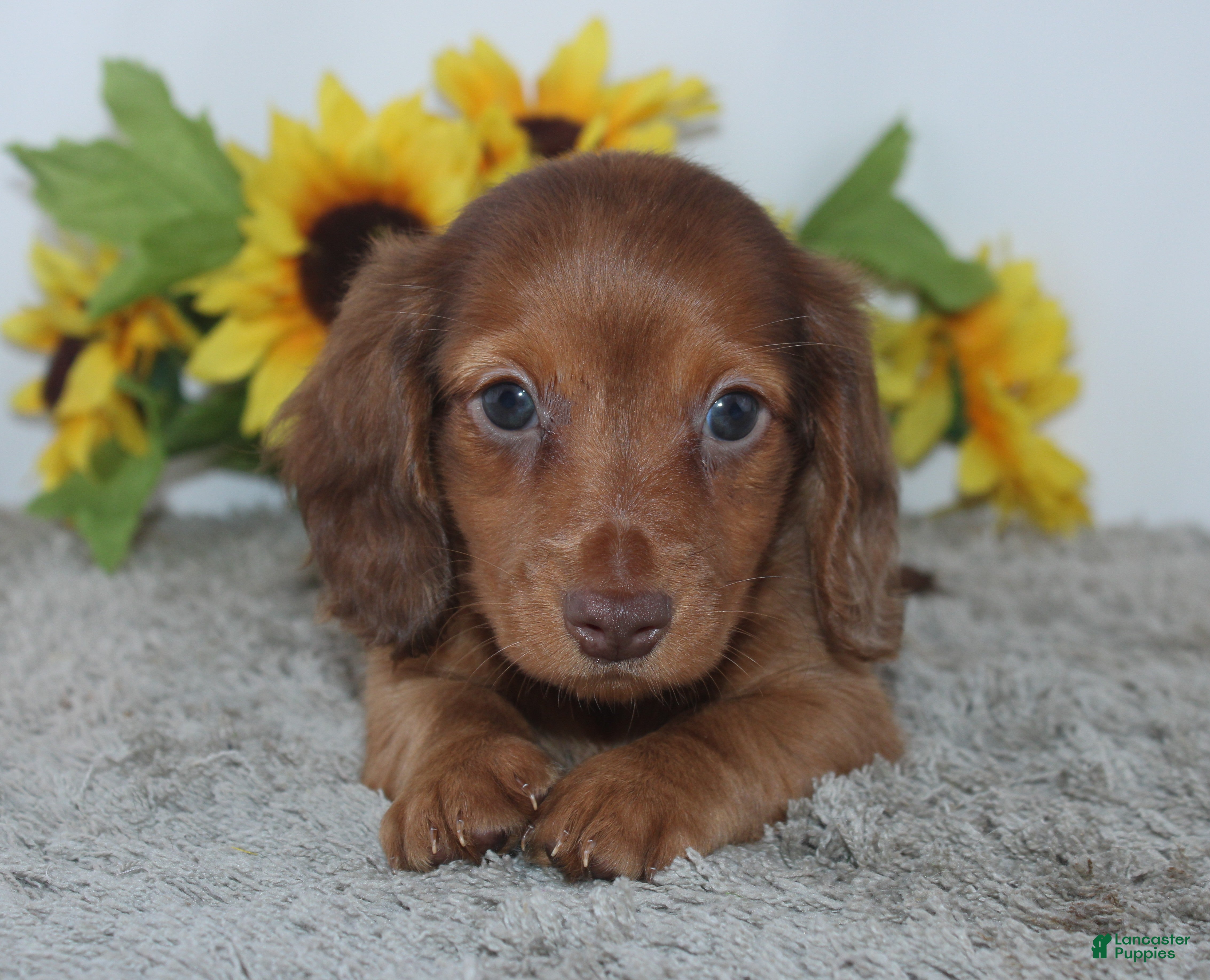 Miniature Dachshund dogs Piper - Ad 2