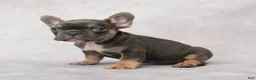 French Bulldog dogs for sale: Maverick - Ad 4