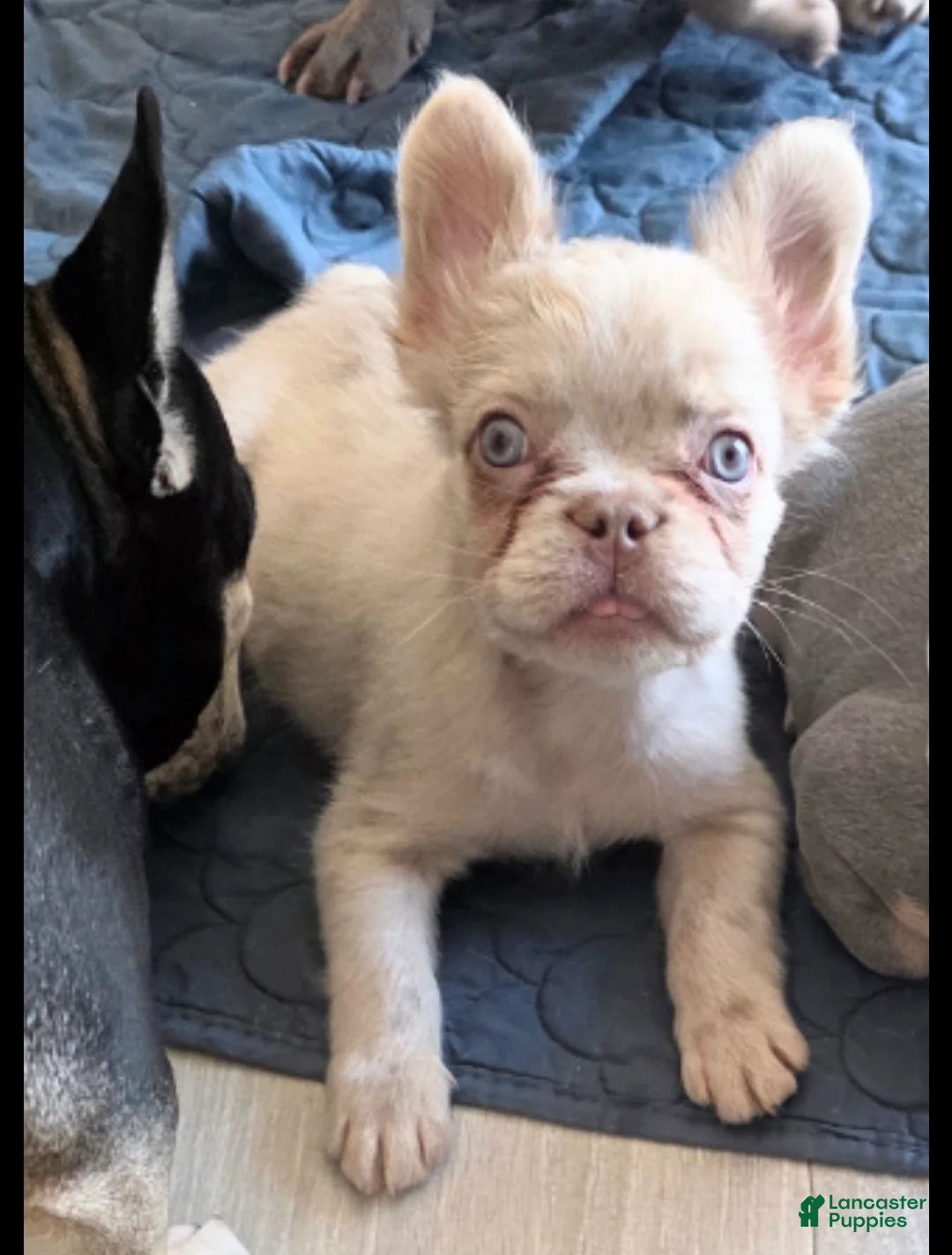 French Bulldog dogs for sale: Pete - Ad 5