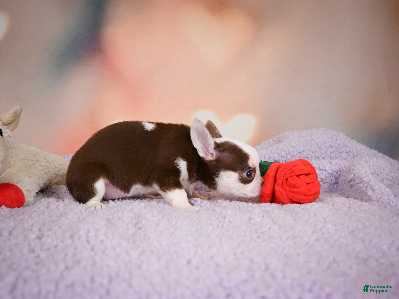 Chihuahua dogs JOLENE - Ad 2