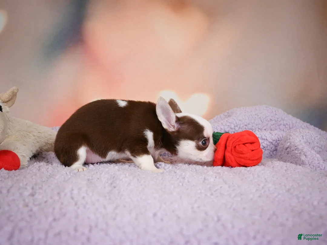 Chihuahua dogs for sale: JOLENE - Ad 2