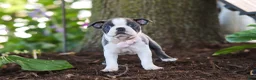 Boston Terrier dogs for sale: Mea - Ad 6