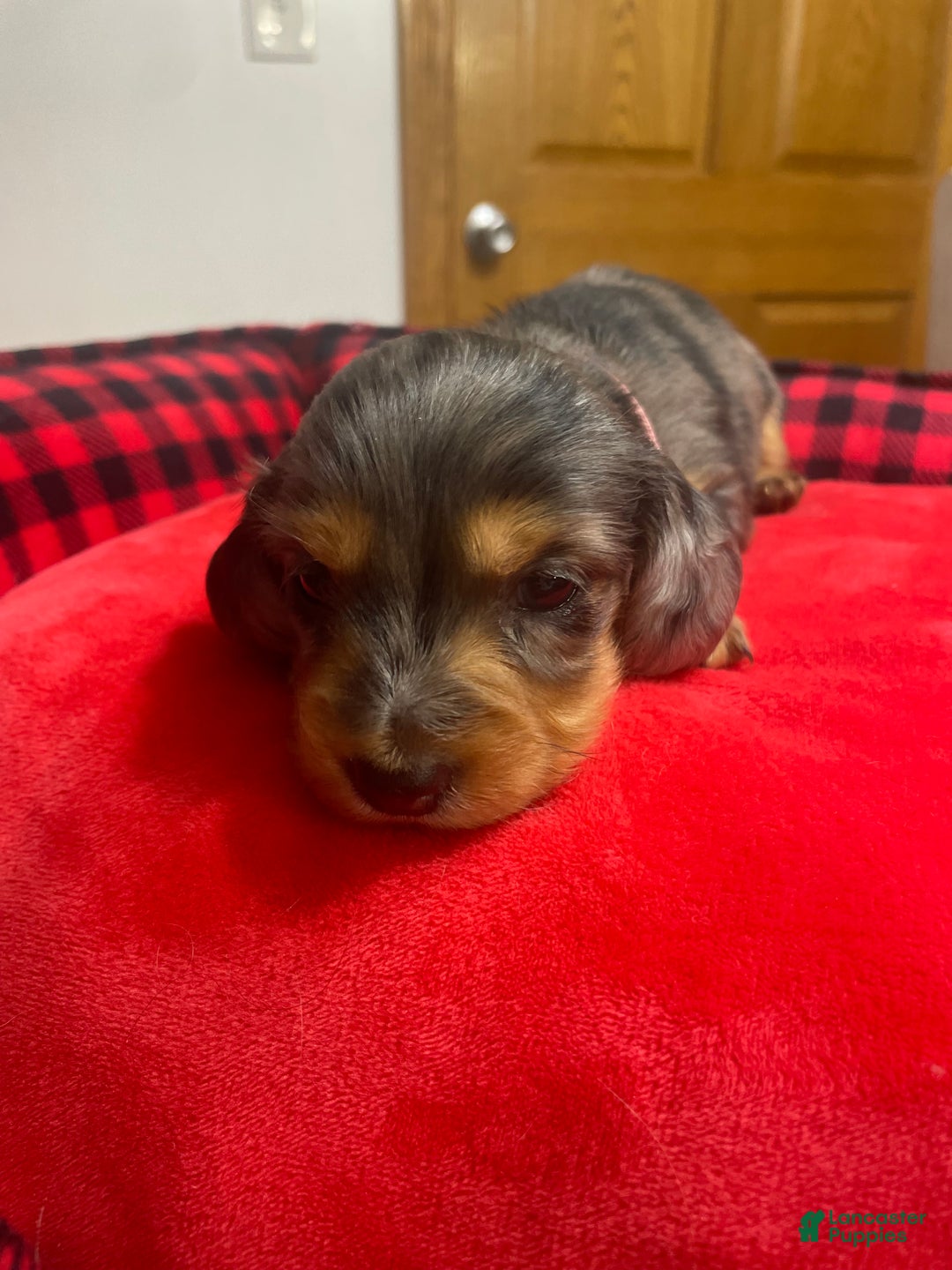 Dachshund dogs for sale: Dachshund Puppy 3 - Ad 3