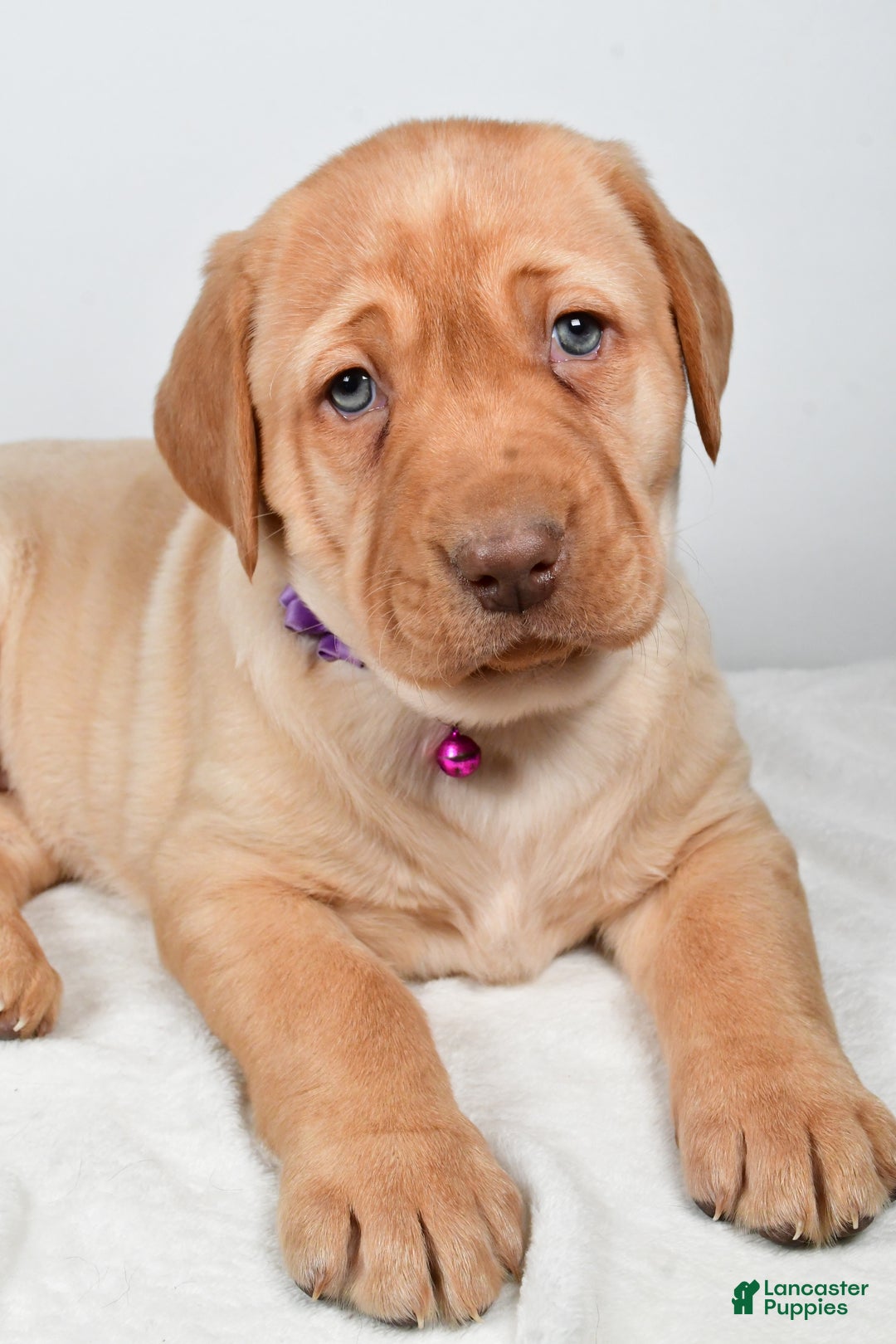 Labrador Retriever dogs for sale: Nora - Ad 3