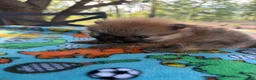 Pomeranian dogs for sale: Duke - Ad 8