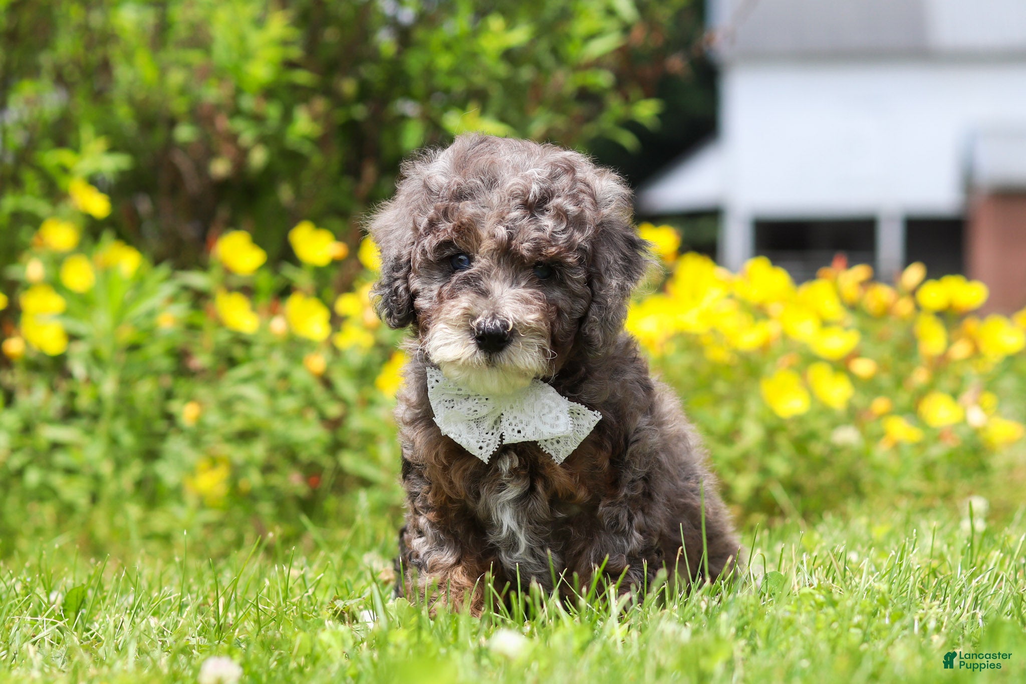 Mini Bernedoodle dogs Oscar - Ad 1