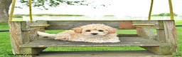 Mixed Breed dogs for sale: Kate - Ad 2