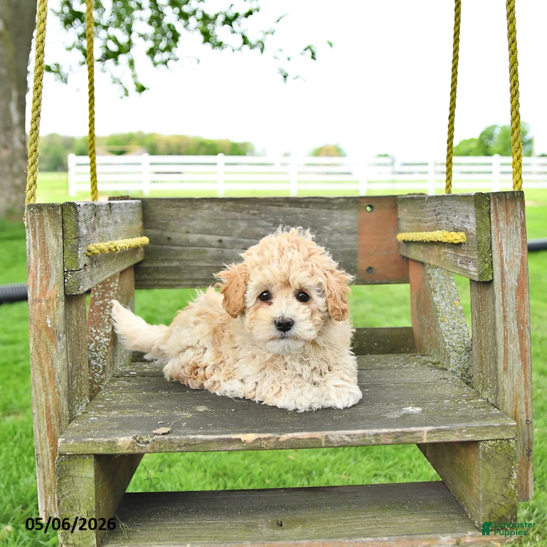 Mixed Breed dogs for sale: Kate - Ad 2
