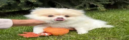 Pomeranian dogs for sale: Zeppelin - Ad 4