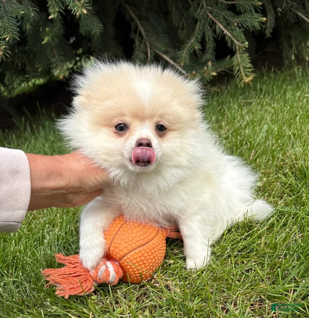 Pomeranian dogs for sale: Zeppelin - Ad 4