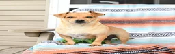 Mixed Breed dogs for sale: Moose - Ad 4