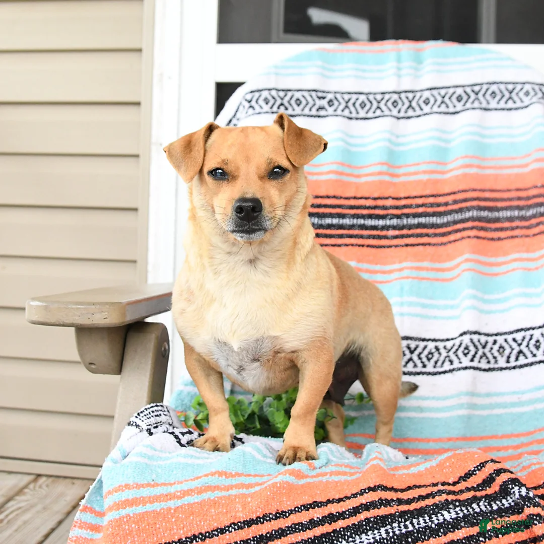 Mixed Breed dogs for sale: Moose - Ad 4
